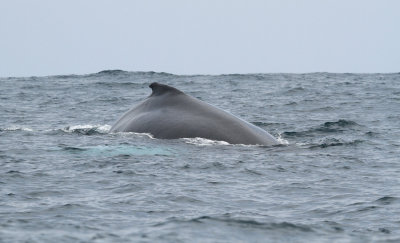 Humpback-Whale.jpg