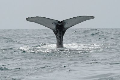 Humpback-Whale2.jpg
