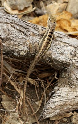 Microlophus occipitalis