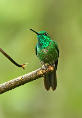 Rufous-vented Whitetip