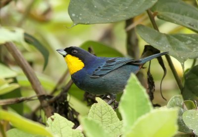 Purplish-mantled Tanager