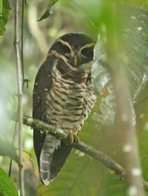 Band-bellied Owl