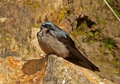 Brown-bellied Swallow