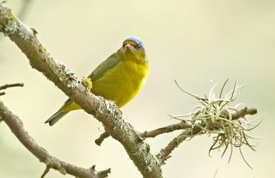 Golden-rumped Euphonia