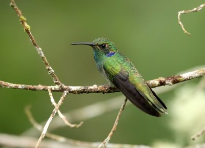 Lesser Violetear