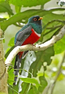 Highland Trogon