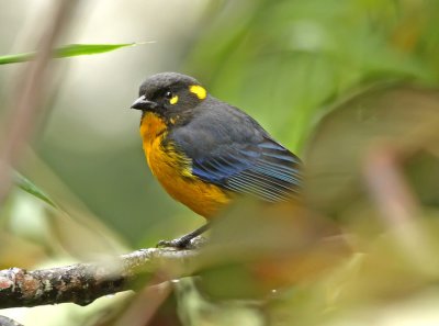 Lacrimose Mountain-Tanager
