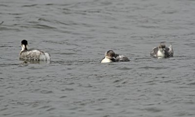 Silvery Grebe