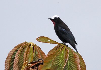 White-capped Tanager