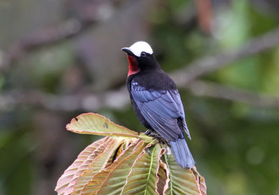 White-capped Tanager