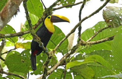 Yellow-throated Toucan (swainsonii)