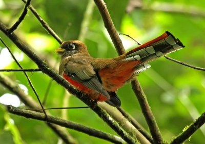 Collared Trogon