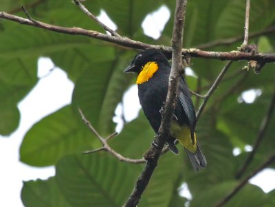 Golden-chested Tanager