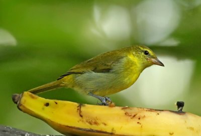 Guira Tanager