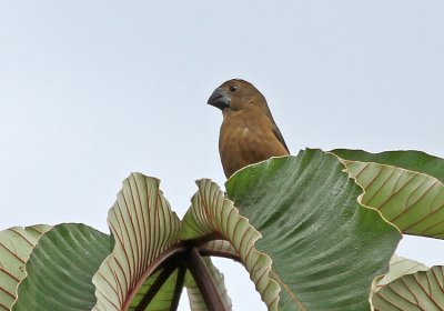 Black-billed Seed-Finch