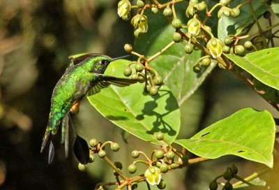 Peruvian Raquettail