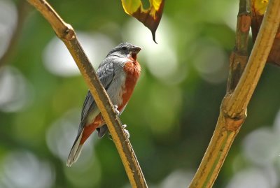 Chestnut-bellied Seedeater