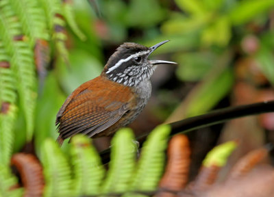 Gray-breasted Wood-Wren