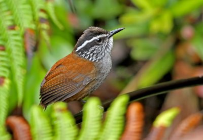 Gray-breasted Wood-Wren