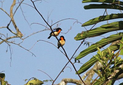 Orange-throated Tanager