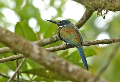 Purplish Jacamar