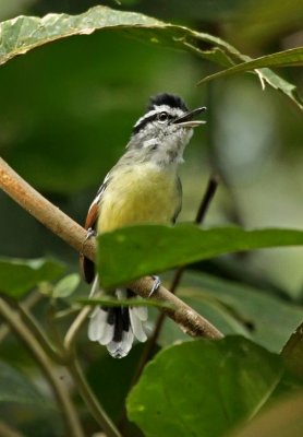 Rufous-winged Antwren