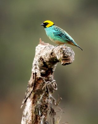 Saffron-crowned Tanager