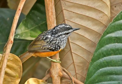 Peruvian Warbling-Antbird