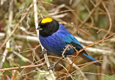Golden-crowned Tanager