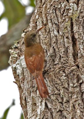 Duida Woodcreeper