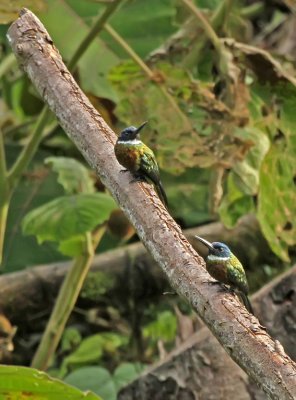 Purplish Jacamar