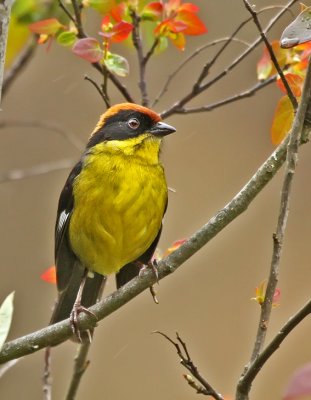 Rufous-naped Brush-Finch