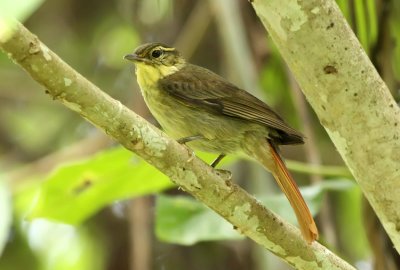 Rufous-tailed Foliage-Gleaner