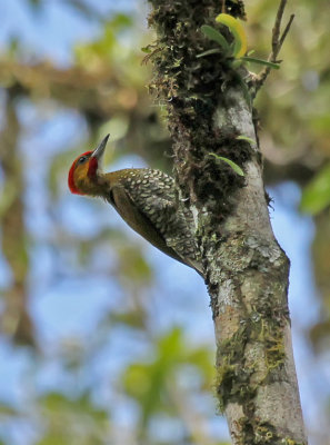 White-throated Woodpecker