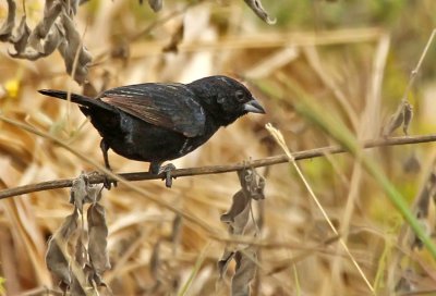 Blue-black Grassquit