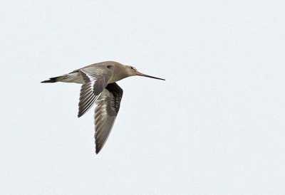 Hudsonian Godwit