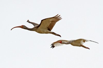 White Ibis