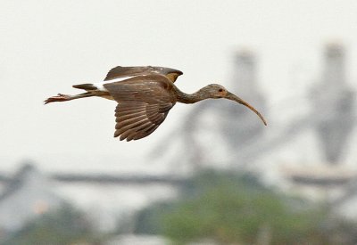 White Ibis