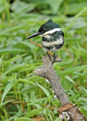 Green Kingfisher