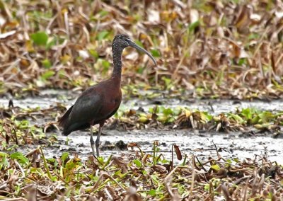 Glossy Ibis