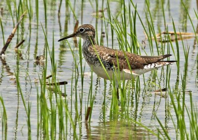 Solitary Sandpiper