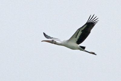 Wood Stork