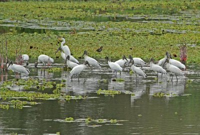 Wood Stork