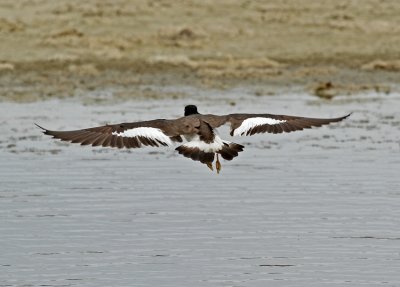 American Oystercatcher