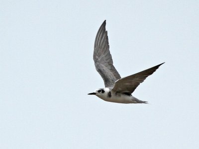 Black Tern