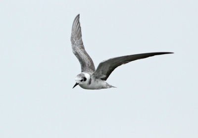 Black Tern