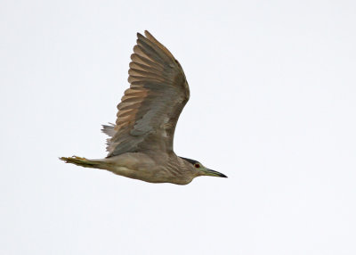 Black-crowned Night-Heron