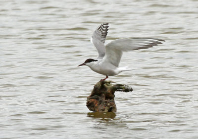 Common Tern