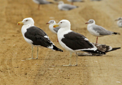 Kelp Gull