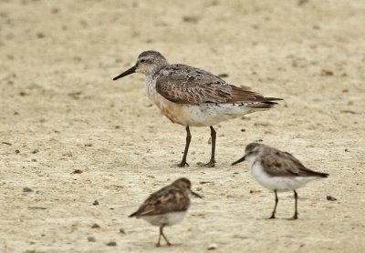 Red Knot